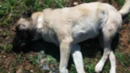 Bodrum'da 7 köpeğin zehirlendiği iddiasına soruşturma