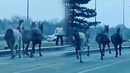 Erzurum’da köpekten korkan cirit atları, trafikte 25 kilometre koştu