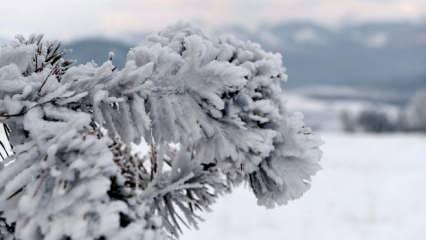 Meteoroloji’den Doğu Anadolu Bölgesine don uyarısı! Ardahan buz tuttu