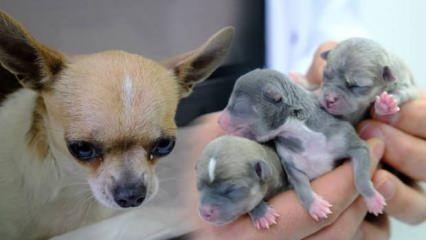 Sivas'ta 'Chihuahua' cinsi köpek sezaryenle 3 yavru doğdu