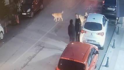 Sokaktaki başıboş köpek terörü devam ediyor! 5 sokak köpeği yolda yürüyen çocuğa saldırdı