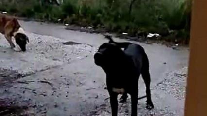 Menderes’te başıboş köpekler, mahallelinin kabusu oldu