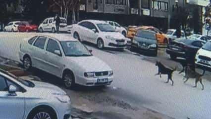 Sokak köpekleri dehşet saçmaya devam ediyor!Bu seferki adresi Ankara