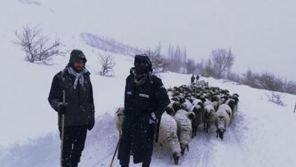 Yaylada mahsur kalan çoban ve sürüsü için 3 saatlik mücadele