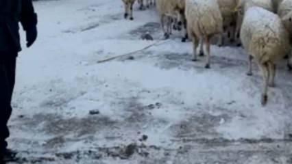 Sivas'ta kaybolan 700 koyunu jandarma buldu