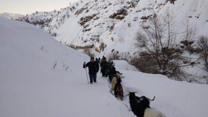 Asker ve korcular seferber oldu, kayıp keçiler 3 gün sonra bulundu