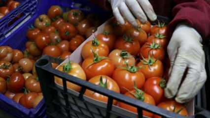Batı Akdeniz'in domates ihracatı yüzde 26 arttı