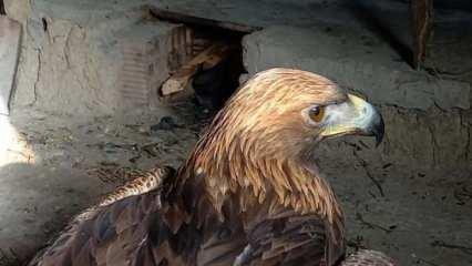 Bolu&rsquo;da bitkin halde bulduğu kaya kartalını tavuk k&uuml;mesinde besledi