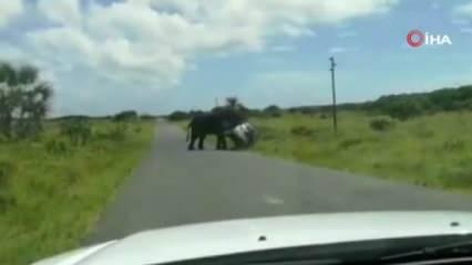 Güney Afrika’da kızgın fil 4 kişilik ailenin bulunduğu araca saldırdı