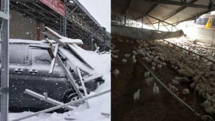 Malatya’da çatı çöktü, 30 bin tavuk öldü! 7 milyon TL’lik zarar oluştu