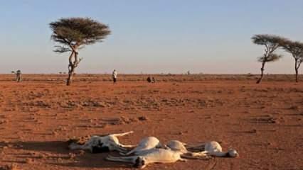 Kuraklık Tanzanya'yı yakıp kavuruyor: On binlerce hayvan telef oldu