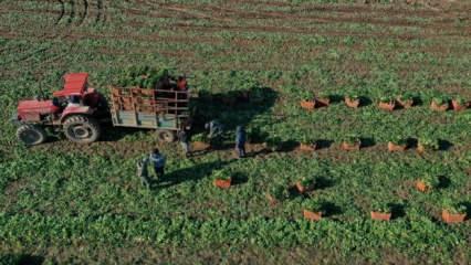 Türkiye'nin kışlık sebze üretim merkezi İzmir'de hasat yoğunluğu