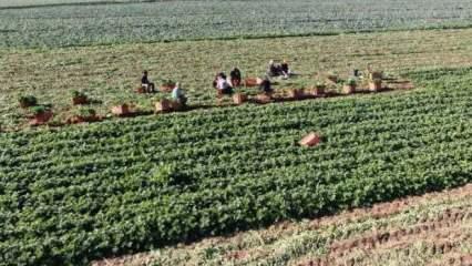 &Uuml;reten, satan değil komisyoncu kazanıyor