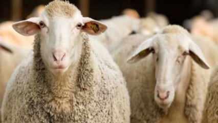 Antalya'da sokak köpekleri 4 koyunu telef etti