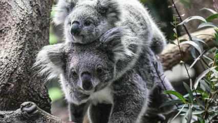 Avustralya koalaları korumak için 35 milyon dolar harcayacak