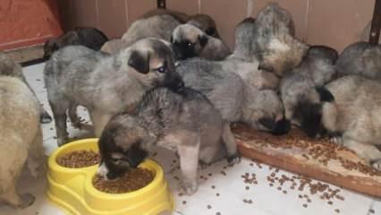 Erzurum’da 63 yavru köpek donmaktan son anda kurtarıldı 