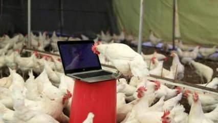 Hollanda'da 216 bin tavuk itlaf edilecek