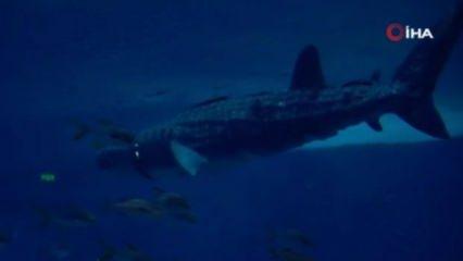 Robot balina köpekbalığı tanıtıldı! Görenler inanamadı