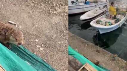 Sinop’ta balıkçı su samurunu besledi, ortaya renkli görüntüler çıktı 