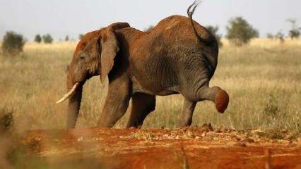 Uganda'da fil, aracından çıkan turisti ezerek öldürdü