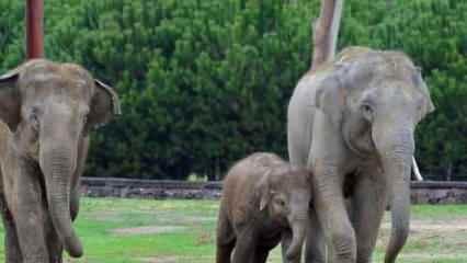 Fillerde ölüme yol açan uçuk virsüne karşı aşı denemeleri