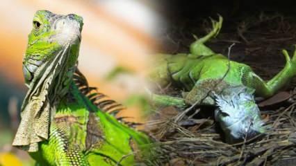"Ağaçtan iguana düşebilir" uyarısı yapıldı! Amerika'da ilginç hadise...