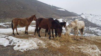 Hakkari’de hayırsever vatandaş donmak üzere olan atlara sahip çıktı 