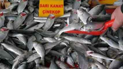Sarıkanat balığının fiyatı bir haftada iki katına &ccedil;ıktı
