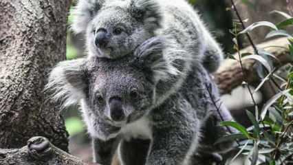 Koalalar nesli tükenme tehlikesindeki tür listesine alındı
