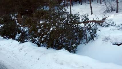 Yozgat’ta etkili olan kar yağışı çam ağaçlarını devirdi