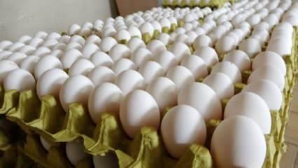 Ordu'da üretilen yumurtalar 700 mağazada tüketiciye ulaşıyor
