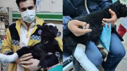 Rize’de ayağı kırılan kuzu için veteriner bulunamayınca soluğu hastanede aldılar