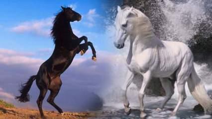 Rüyada ata binmek ne demek? Rüyada beyaz at öldürmek iyiye mi kötüye mi işaret?