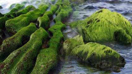 Rüyada yosun görmek ne demek? Rüyada yeşil yosun görmek ne anlama gelir?