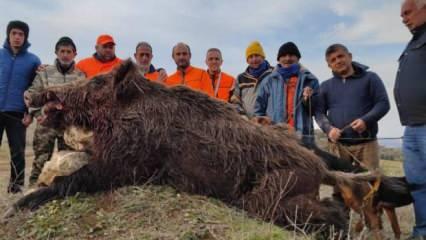 220 kiloluk domuz, avcıya saldırdı