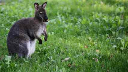 Danimarka polisi, kaçan kanguru için halktan yardım istedi