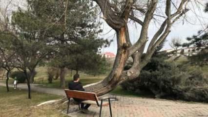 Eskişehir’de yatay olarak büyüyen ağaç görenlerin dikkatini çekiyor