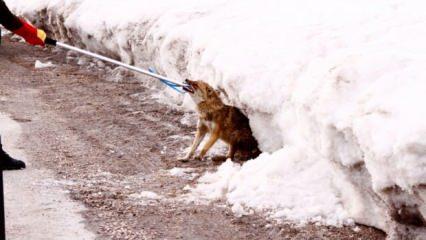 Hakkari&rsquo;de yaralı kurdu doğa y&uuml;r&uuml;y&uuml;ş&uuml;ndeki &ouml;ğretmen kurtardı 