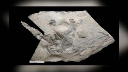 İskoçya'da fosili bulunan Jurassic Pterozorun dünyanın en büyüğü olduğu keşfedildi