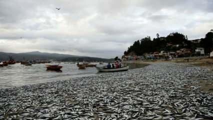 Şili'de binlerce ölü balık sahile vurdu
