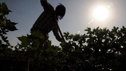 Tarım işçilerinin günlük ücretinde artış