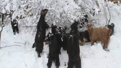 Konya’da dağ keçileri, ağaç dallarıyla beslendi