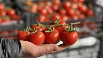 Rusya-Ukrayna savaşı domates ve salatalık fiyatlarını düşürdü