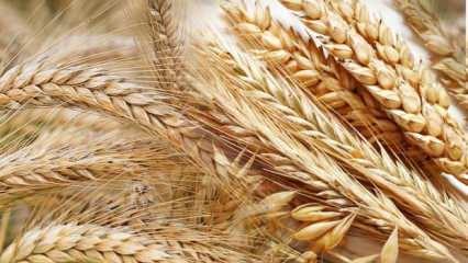 Rüyada buğday görmek ne demek? Rüyada buğday tarlası görmek neye işaret eder?
