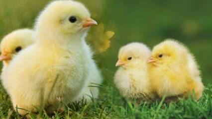 Rüyada sarı civciv görmek iyiye mi kötüye mi işaret eder? Rüyada yumurtadan civciv çıktığını görmek ne anlama gelir?