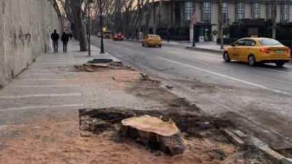 İBB'nin asırlık çınar ağacı katliamına Çengelköy örneğiyle tepki
