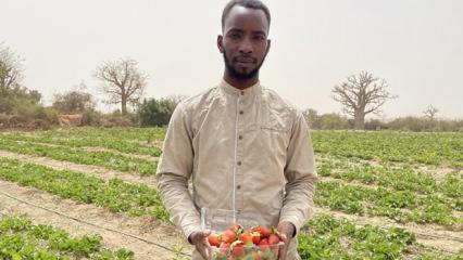 Üniversite mezunu Senegalli genç girişimci, tarladan halka aracısız çilek satıyor