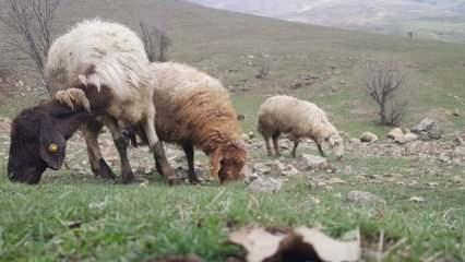 Derecik’te karların erimesiyle koyunlar meralara çıkmaya başladı 