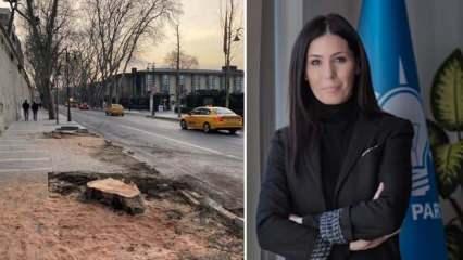 İBB’nin 112 çınar ağacı katliamına AK Partili Karaaslan'dan tepki