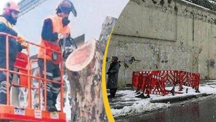 İBB'nin 112 çınar ağacını kesmesinde şoke eden iddia! Çınarlar peyzaj şirketi kurbanı mı?